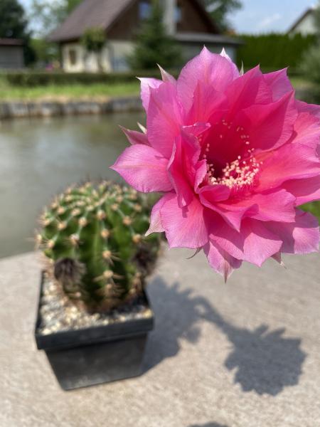 Echinopsis Hybr. magenta